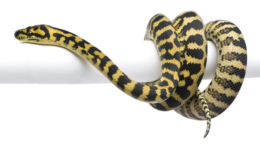 Five Snakes in Malaysia You May Not Know About