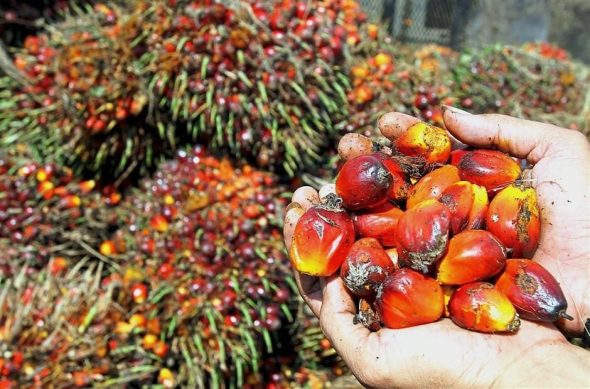 Make Raising Palm Oil Yield A Top Agenda
