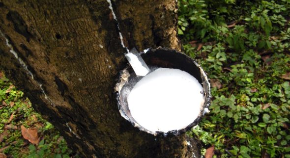 Rubber Industry Expected to Grow with Federation for Smallholders, High-Yield Trees and IPG