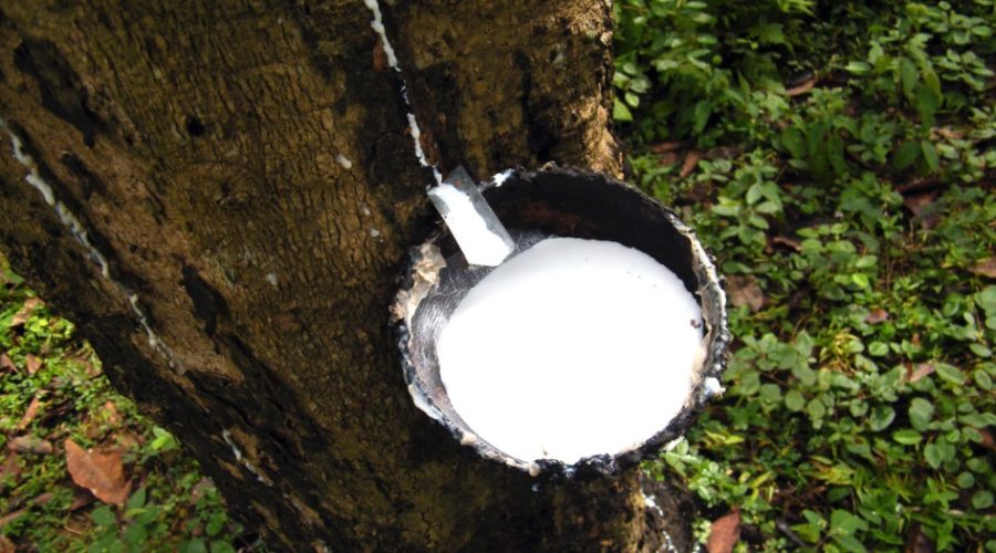 Rubber Industry Expected to Grow with Federation for Smallholders, High-Yield Trees and IPG