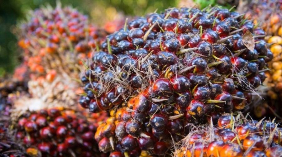 Industry Players Urged to Evolve, Embrace Bio-Based Economy in Palm Oil Sector