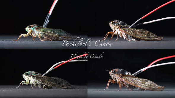 Penyelidik Jepun Berjaya Ubahsuai Cengkerik Jadi Speaker