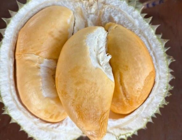 Penang Discovers ‘Best Black Thorn’ Durian