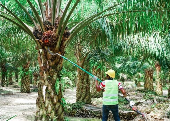 CPO Prices Expected Average At RM4200 But Trend Could Change In Q4