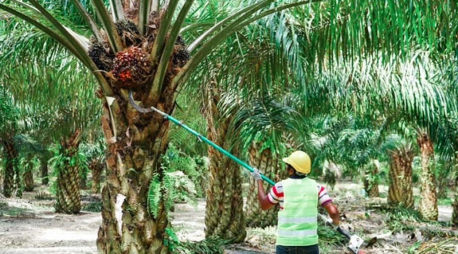 CPO Prices Expected Average At RM4200 But Trend Could Change In Q4