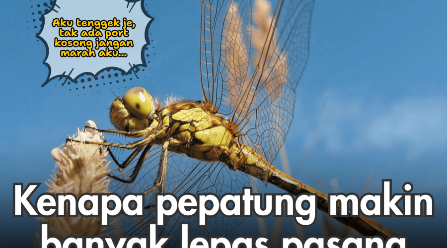 Kenapa Pepatung Semakin Banyak di Kawasan Rumah Selepas Kabel Unifi
