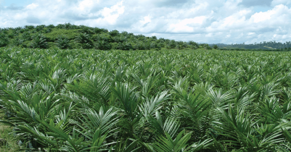 Hap Seng Expecting Higher Yield