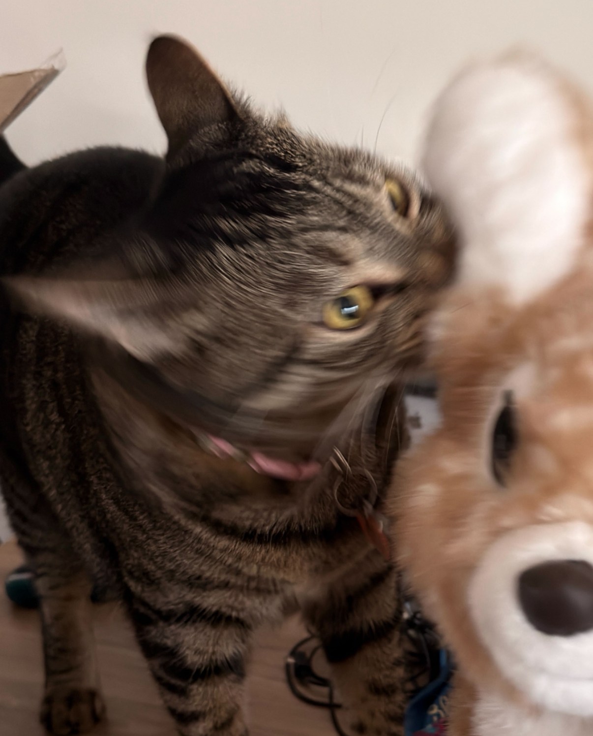 In Aurora Hallow Lore, cats were banished with humans for being murderers. Do these look like the eyes of a killer to you?